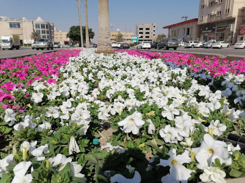بلدية القطيف تستهدف زراعة أكثر من مليون زهرة في الطرق والميادين خلال موسم الشتاء