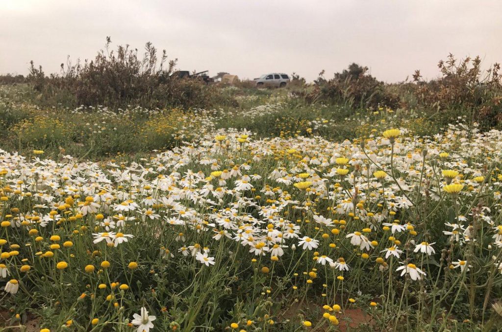 بوادر الربيع بتبوك تستهل بساطها الأخضر بـ” زهرة الأقحوان “