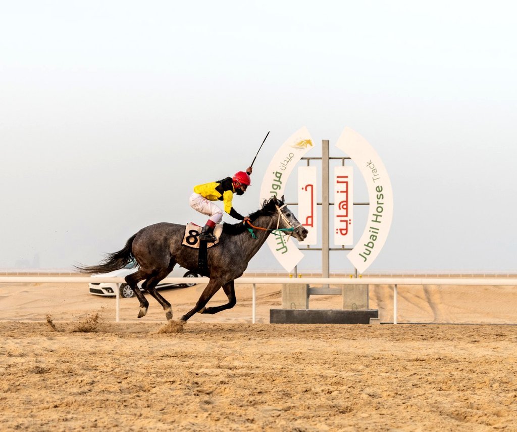 ميدان فروسية الجبيل يقيم سباقه الـ ١٦ للموسم الحالي