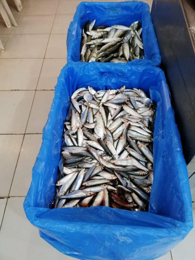 حملات ميدانية على الجائلين بالعتيبية وجولات رقابية على سوق السمك بالكعكية