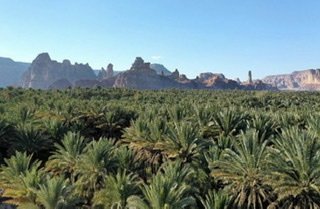 الهيئة الملكية لمحافظة العلا تطلق مشروع المزرعة النموذجية والمدرسة الحقلية