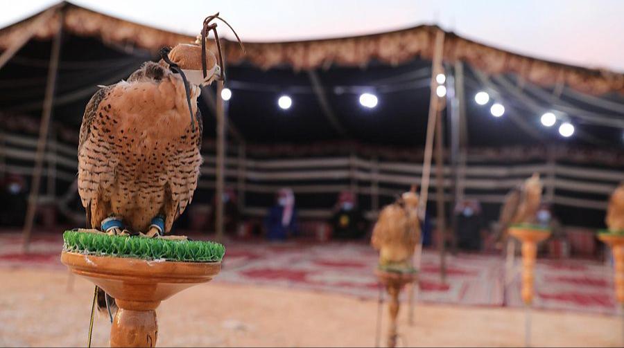 السعوديون والصقور.. على خُطا الأجداد في الوفاء لشريك الحياة البدوية