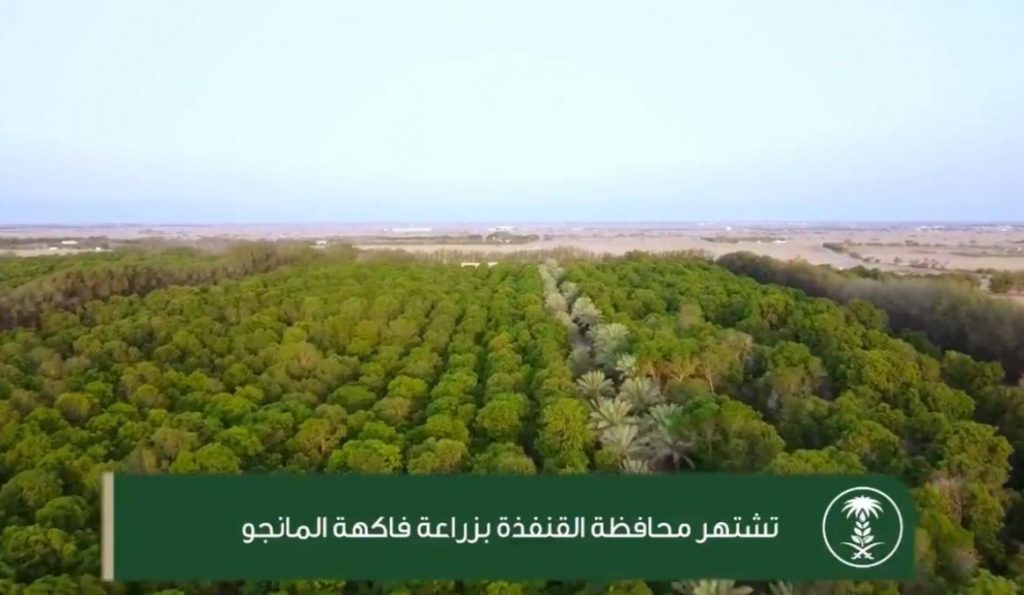 محافظة القنفذة تنتج 40 ألف طن سنوياً من المانجو عبر أكثر من 2700 مزرعة
