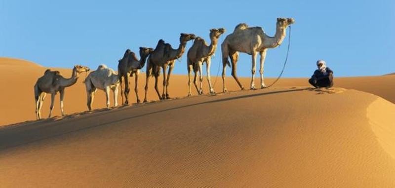 “اليوم العالمي للأبل” تعد محطة عالمية للتذكير بأهمية الأبل