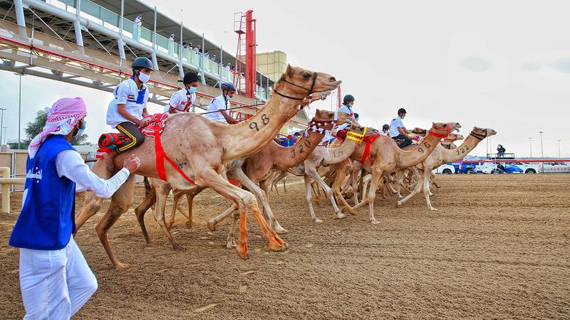 تكتيك احترافي لفوز الركّابة بماراثون الهجن بالطائف