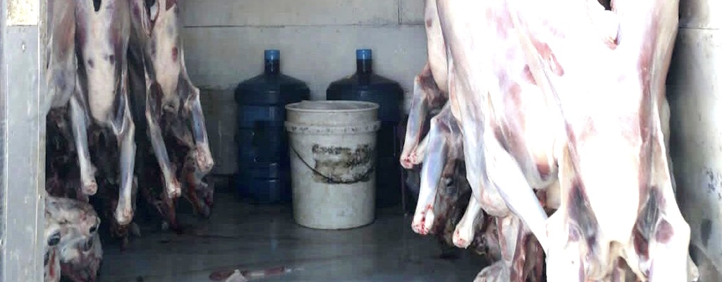 ضبط أكثر من (15) ذبيحة فاسدة وإغلاق (3) مستودع مخالف بمكة