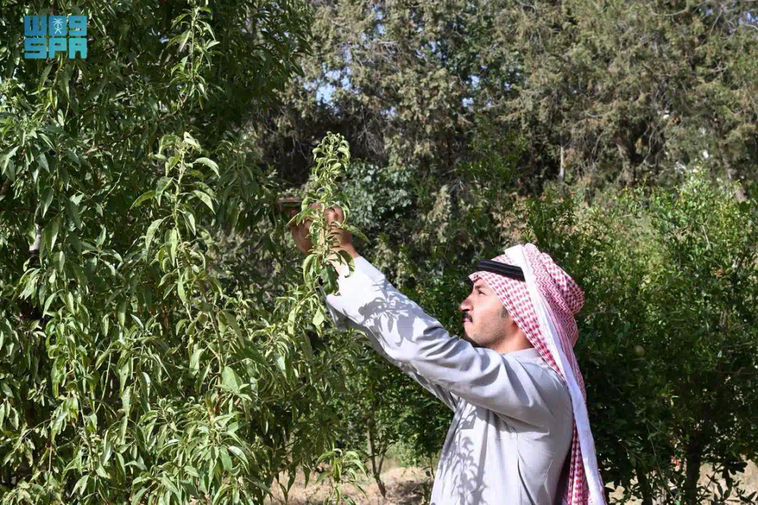 الشغف الزراعي يُعيد زراعة شجرة اللوز في الباحة