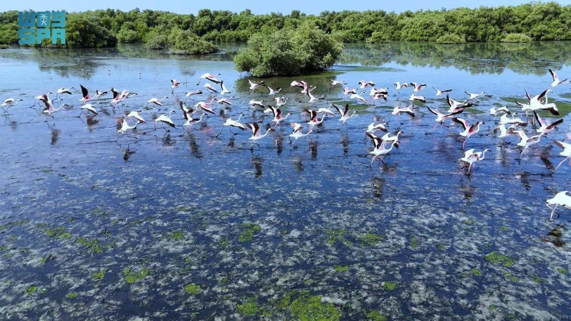 طيور الفلامنجو وغابات المانجروف.. سياحة ساحرة لعشاق الطبيعة وهواة التصوير في جازان