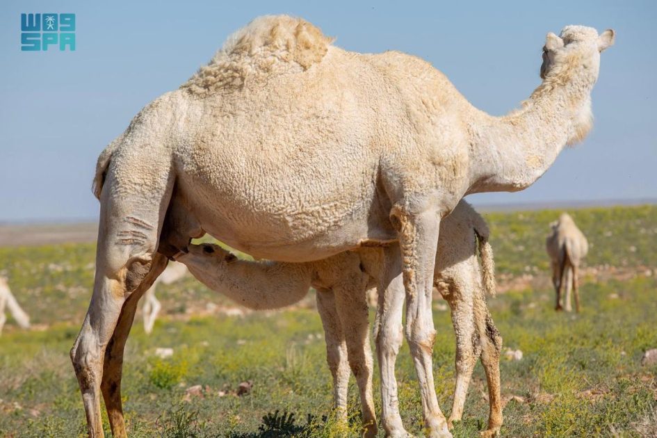 الإبل في التراث السعودي .. غذاء ودواء وموروث وطني