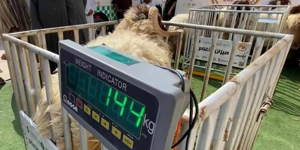 بدءا من محرم المقبل .. بيع المواشي في السعودية بالوزن