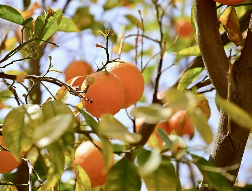 المحاصيل الزراعية في العُلا.. تنوّع يثري موائد شهر رمضان