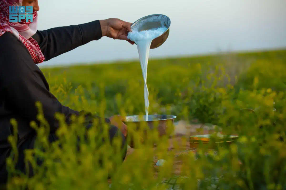 حليب الإبل في رمضان.. إرث الأجداد وخيار الصائمين المثالي