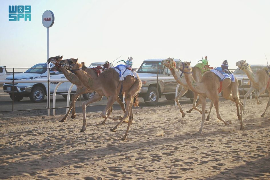 ميدان نجران للهجن يُعلن نتائج سباقه لسنّ “المفاريد”