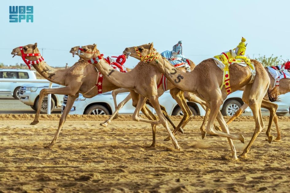 الهجن السعودية تحقق المراكز الأولى في افتتاحية مهرجان ولي العهد بالطائف