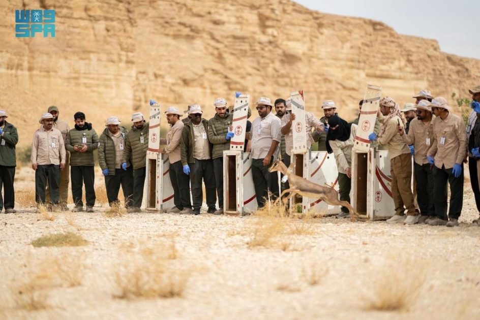 مركز الحياة الفطرية ينفّذ برنامجًا تدريبيًا متخصصًا في نقل الكائنات الفطرية وإطلاقها بالمحميات